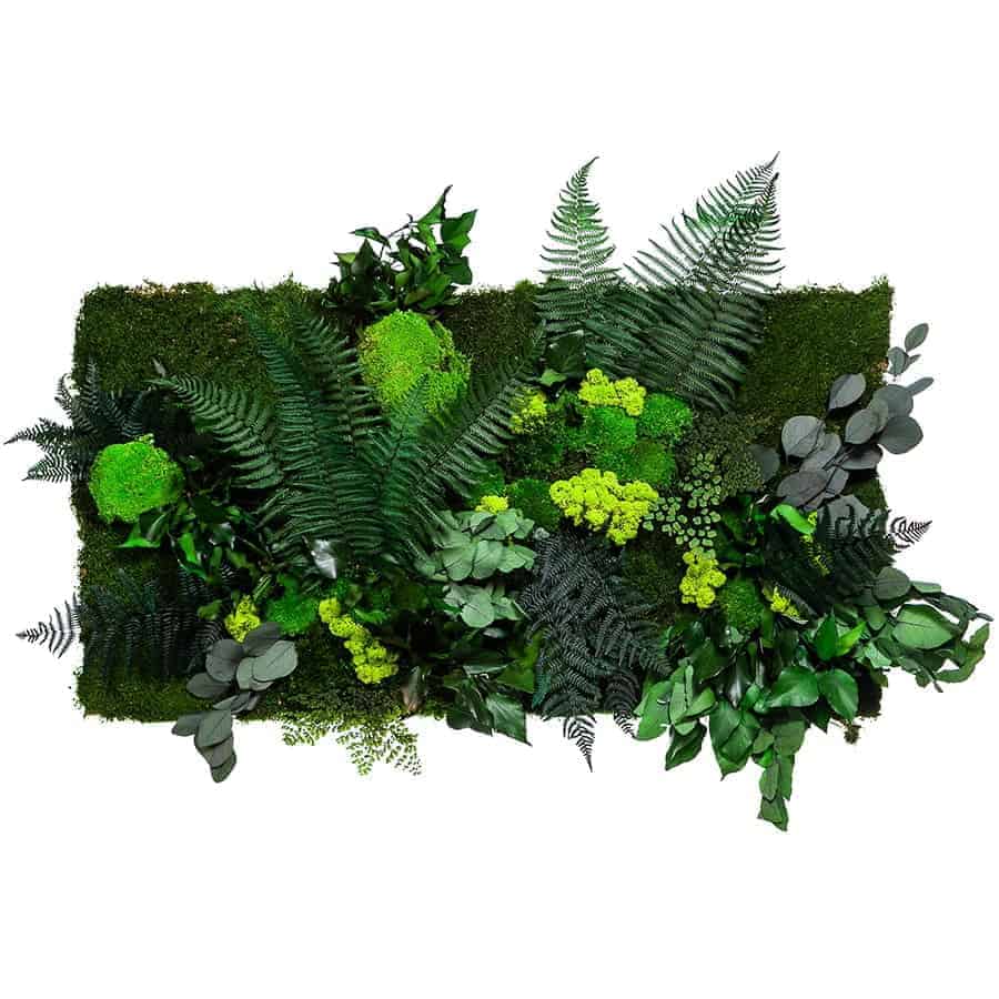Moosbild mit Pflanzen im Dschungel