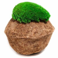 Kokosnuss mit Kugelmoos. Satz von 2 Stk. 10x5cm