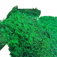 Farnmoos | Dekoratives Moos - Box 2,5 kg