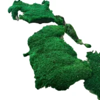 Plattenmoos konserviert | Flachmoos | Waldmoos