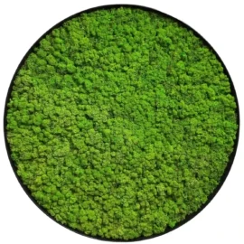 Mooswände 35 Runde Moosbild mit Islandmoos