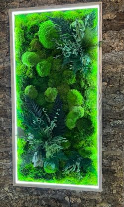 Moosbild mit Kugelmoos Siberian Moos Pflanzen und LED Beleuchtung