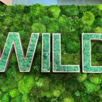 Einzigartige Moosdekoration – Moosbilder, Mooswände, Logos und Figuren aus echtem Moos von Ekomoss.