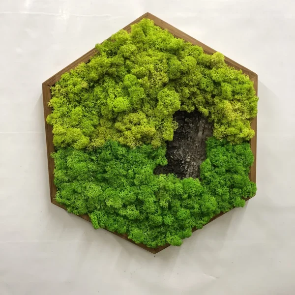 Moosbild Hexagon mit Islandmoos und Baumrinde