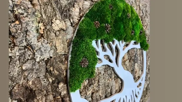 Moosbaum mit Provence Moos und Zapfen. Baum des Lebens
