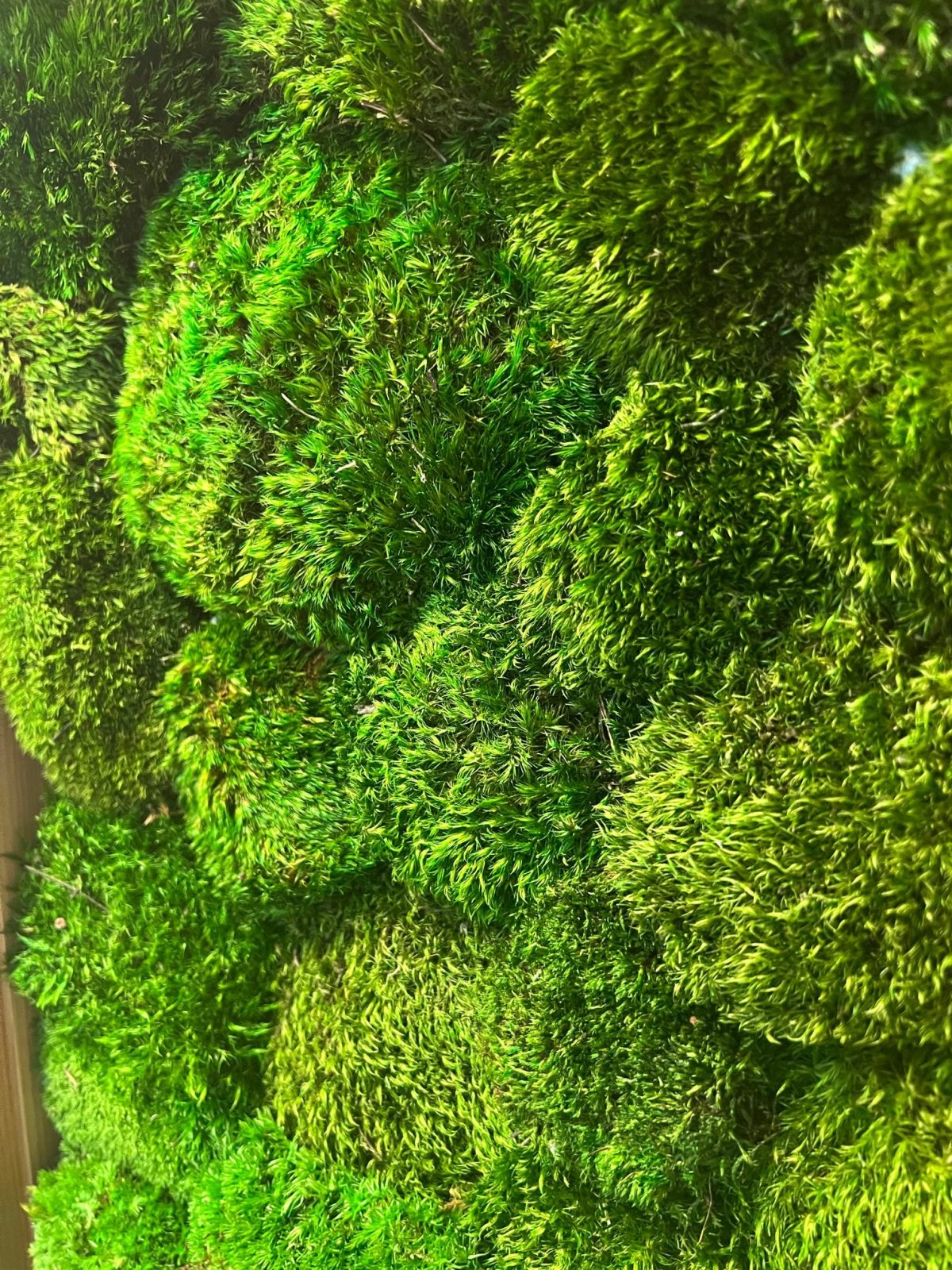 Mach Provence farba zelena rotated