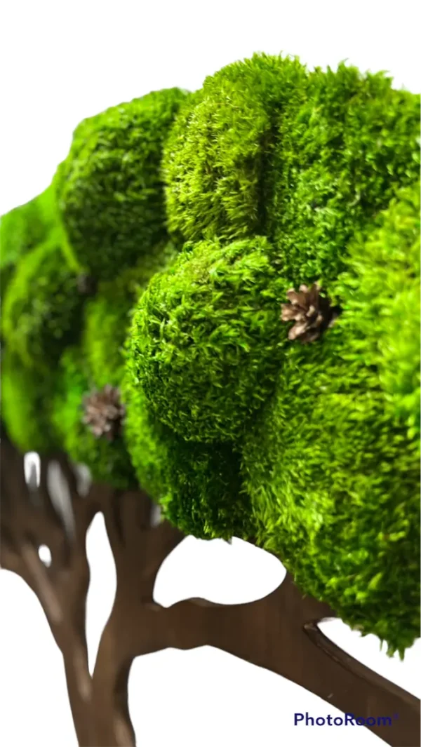 Moosbaum mit Provence Moos und Zapfen. Baum des Lebens
