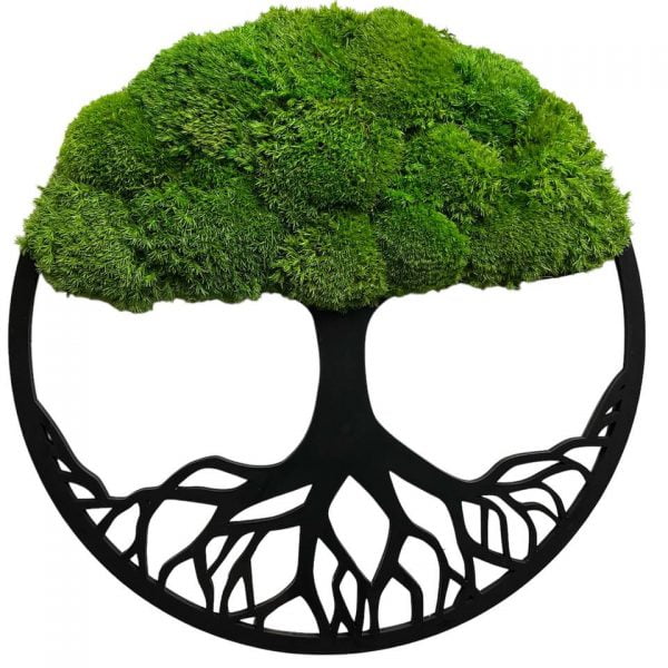 Moosbaum mit Kugelmoos. Baum des Lebens