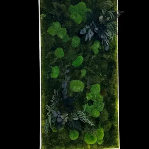 Moosbild Beleuchtet mit Kugelmoos Siberian Moos und Pflanzen