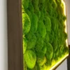 Moosbild mit Kugelmoos und LED Beleuchtung Moosbild mit Kugelmoos und LED-Beleuchtung im braunen Holzrahmen, Seitenansicht