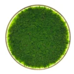 Runde Moosbild mit Islandmoos und Beleuchtung