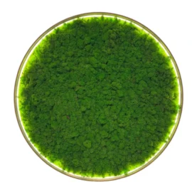 Runde Moosbild mit Islandmoos und Beleuchtung