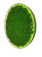 Runde Moosbild mit Islandmoos und Beleuchtung