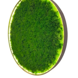 Runde Moosbild mit Islandmoos und Beleuchtung