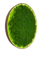 Runde Moosbild mit Islandmoos und Beleuchtung