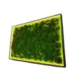 Moosbild mit Kugelmoos und LED Beleuchtung Moosbild mit Kugelmoos und LED Beleuchtung | Moosbild Beleuchtet