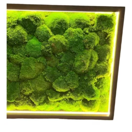 Moosbild mit Kugelmoos und LED Beleuchtung