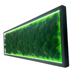 Moosbild mit Kugelmoos und LED Beleuchtung | Moosbild Beleuchtet