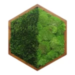 Moosbild Hexagon mit Kugelmoos und Provence Moos | MoosHexagon