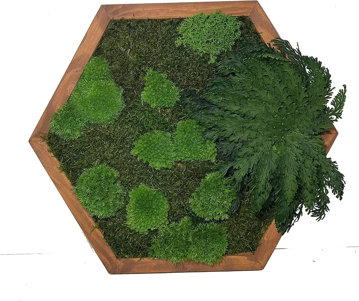 Moosbild Hexagon mit Moos und Pflanzen