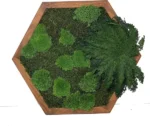 Moosbild Hexagon mit Moos und Pflanzen - MoosHexagon