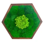 Moosbild Hexagon mit Kugelmoos und Islandmoos