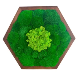Moosbild Hexagon mit Kugelmoos und Islandmoos
