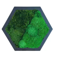 Moosbild Hexagon mit Kugelmoos und Provence Moos