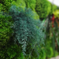 Moosbild mit Pflanzen