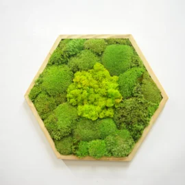 Moosbild Hexagon mit Kugelmoos und Islandmoos