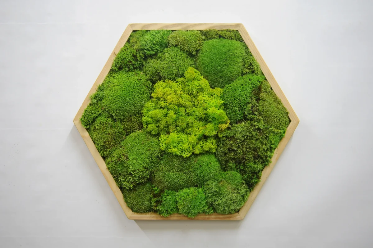 Moosbild Hexagon mit Kugelmoos und Islandmoos