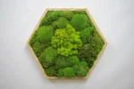 Moosbild Hexagon mit Kugelmoos und Islandmoos