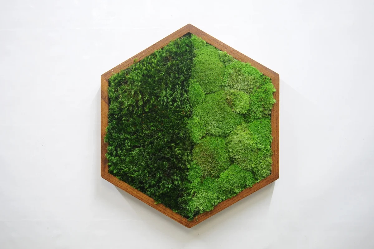 Moosbild Hexagon mit Kugelmoos und Provence Moos