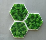 Moosbild Hexagon mit Islandmoos