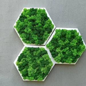 Moosbild Hexagon mit Islandmoos