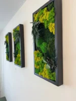 Satz von Moosbildern an der Wand Größe 25*50cm