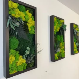 Satz von Moosbildern an der Wand Größe 25*50cm