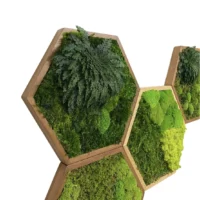 Moosbild Hexagon mit Moos und Rose von Jericho