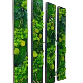 Set von Moosbildern aus Pflanzen - Pflanzenbilder