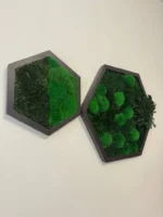 Moosbild Hexagon mit Kugelmoos