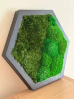 Moosbild Hexagon mit Kugelmoos und Provence Moos