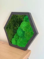 Moosbild Hexagon mit Kugelmoos und Provence Moos
