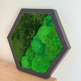 Mooswände 51 Moosbild Hexagon mit Kugelmoos und Provence Moos