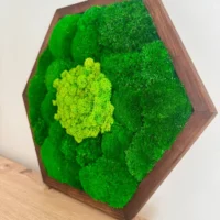 Moosbild Hexagon mit Kugelmoos und Islandmoos