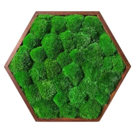 Moosbild Hexagon mit Kugelmoos