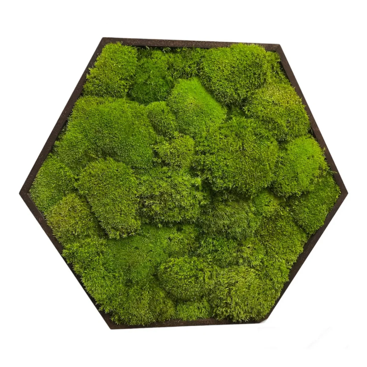 Moosbild Hexagon mit Kugelmoos