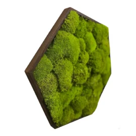 Moosbild Hexagon mit Kugelmoos