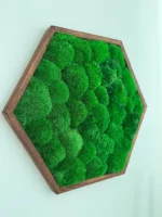 Moosbild Hexagon mit Kugelmoos