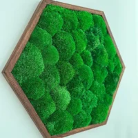 Moosbild Hexagon mit Kugelmoos