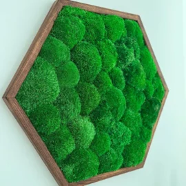 Moosbild Hexagon mit Kugelmoos